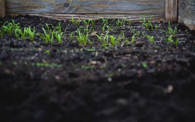 Different Uses For Bark Mulch